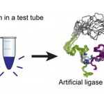 Kontrolowana ewolucja w probówce. Pierwszy taki enzym
