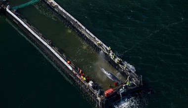 Kontrowersje wokół akcji z humbakiem z Bałtyku. Nadajnik wprowadził w błąd