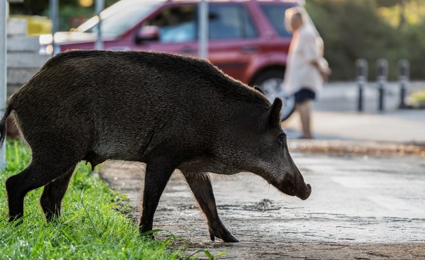 Kontrowersje wokół interwencji wobec dzików w Warszawie
