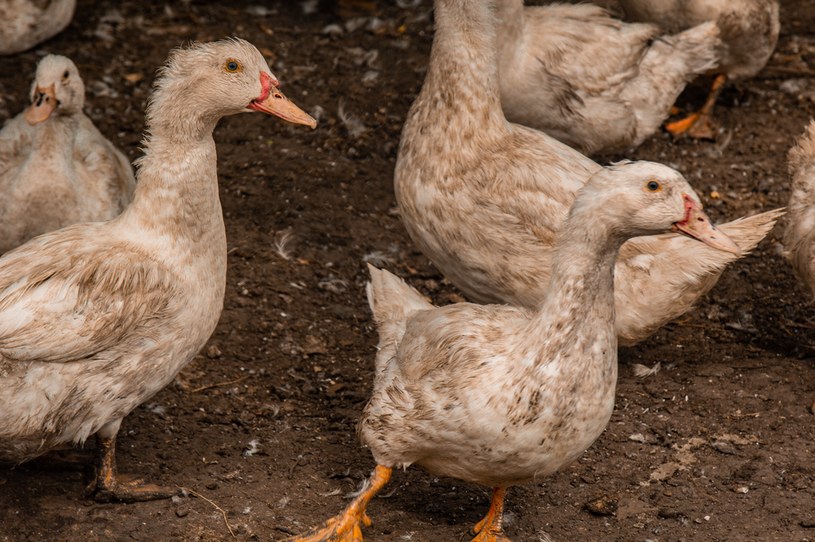 Kontrowersje wokół produkcji foie gras wynikają z niehumanitarnego traktowania drobiu /123RF/PICSEL