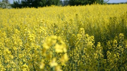 ​Kontrowersyjna decyzja ministerstwa. "Rzepak będzie zabójczy dla pszczół"
