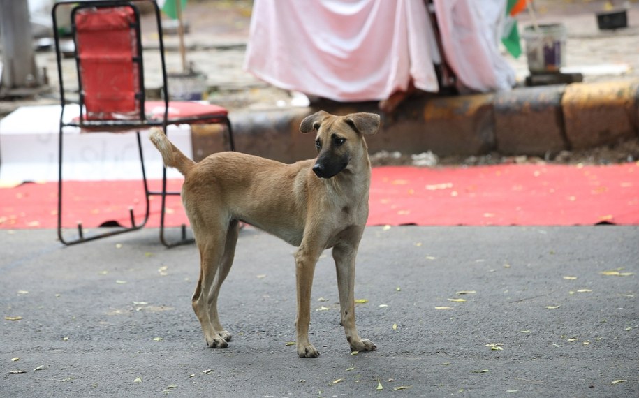 Kontrowersyjna decyzja sądu wywołała falę protestów! /HARISH TYAGI   /PAP/EPA