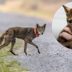 Kontrowersyjni naukowcy przywrócili kolejny gatunek. To wilk rudy