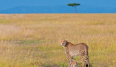 Kontrowersyjny transport gepardów do Indii przez 8000 km. "Szczyt próżności"?