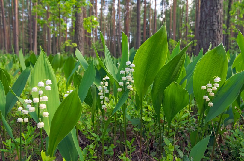 Konwalia majowa zachwyca delikatnym zapachem i wyglądem, jednak trzeba pamiętać, że jest to roślina trująca w Polsce objęta ochroną /123RF/PICSEL