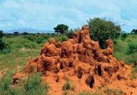 Kopce termitów /Encyklopedia Internautica