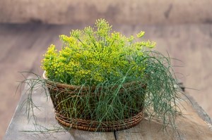 Koperek – mała roślinka o wielkiej mocy zdrowotnej