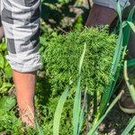 Koperek więdnie i traci kolor? Metodą babci jeszcze go uratujesz