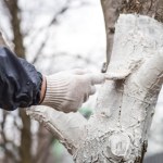Kora drzew pęka mimo bielenia? Tak je opatrzysz i odżywisz