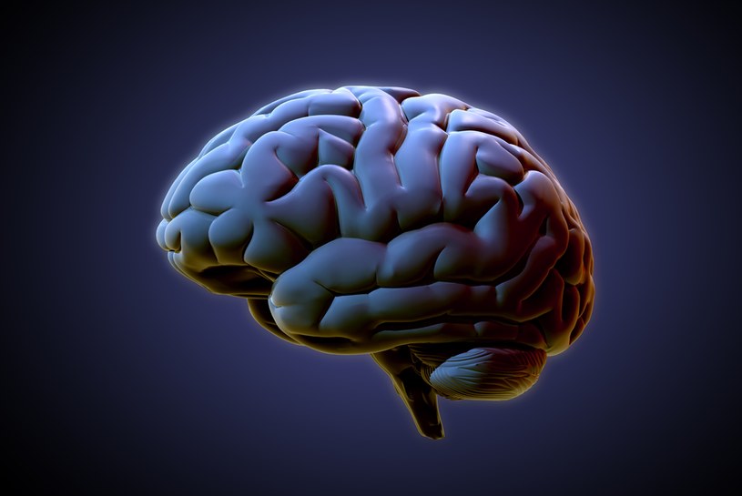Kora mózgowa człowieka zawiera około 14-16 miliardów neuronów /123RF/PICSEL