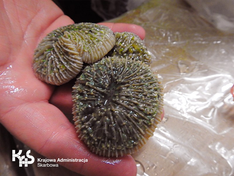 Koralowce pochodzące z nielegalnego transportu. /Krajowa Administracja Skarbowa /