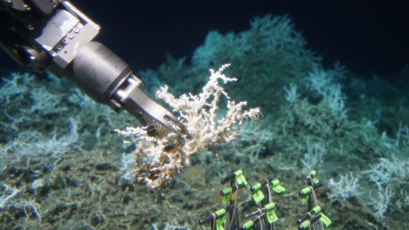 Koralowce wciąż umieją przetrwać na dużych głębokościach i to pomimo zmian klimatycznych /materiały prasowe