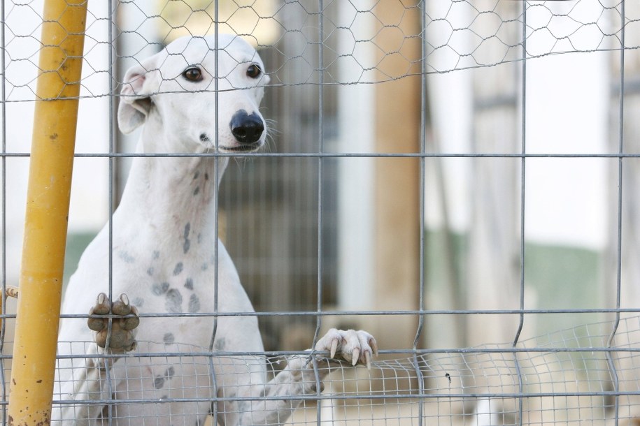 Koniec koszmaru psów w Korei Południowej?
