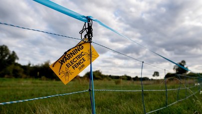 Korea Południowa wstrzymała import wieprzowiny z Niemiec