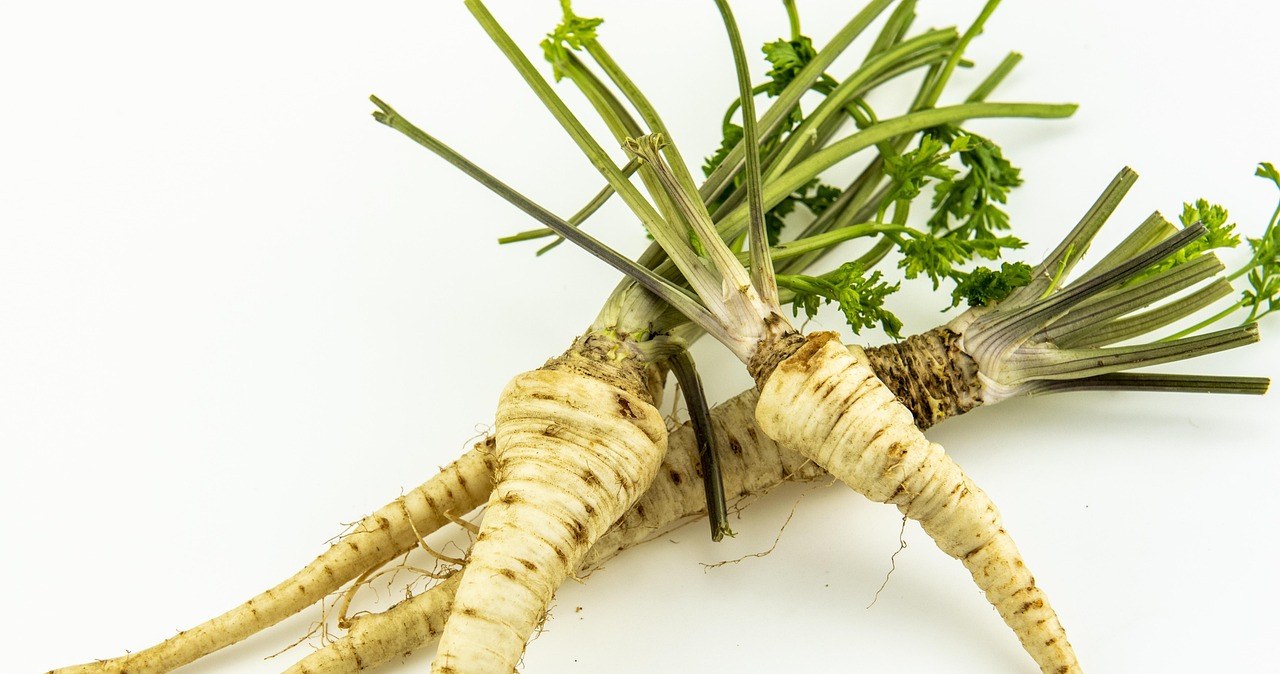 Корінь петрушки має виразний, пряний, злегка горіховий аромат /pixabay.com