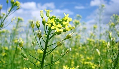 Корисніша за оливкову олію, але рідко використовується. Випийте чайну ложку і ваше серце буде працювати як годинник 