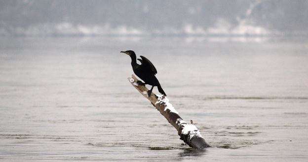 Kormoran czarny (Phalacrocorax carbo)  na Wiśle  Fot. Tomasz Wierzejski FOTONOVA /Fotonova