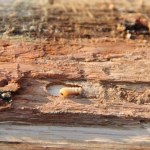 badanie Kornik, świerk i zabójczy grzyb. Toksyczny trójkąt działa bardzo skutecznie