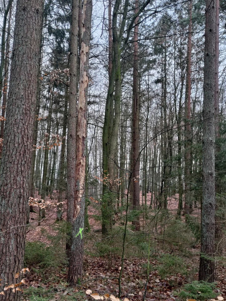 Kornik zaatakował drzewa na Górze Chełmskiej /Urząd Miasta Koszalina /