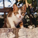 Koronawirus dziesiątkuje koty na Cyprze. Będą leczone lekami dla ludzi