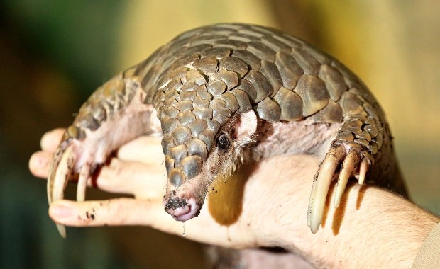 Koronawirus od łuskowców? To wciąż nie jest pewne