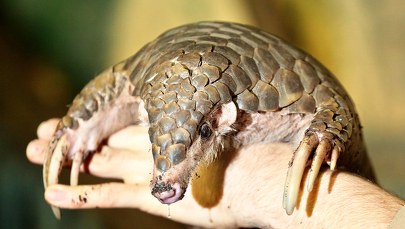 Koronawirus od łuskowców? To wciąż nie jest pewne