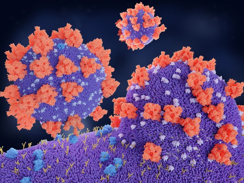 Koronawirus SARS-CoV-2 powoduje w naszym organizmie rozregulowanie układu odpornościowego /materiały prasowe