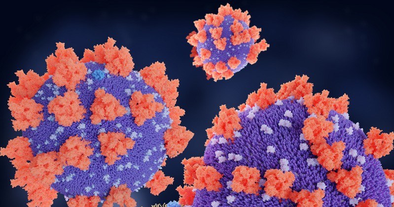 Koronawirus SARS-CoV-2 powoduje w naszym organizmie rozregulowanie układu odpornościowego /materiały prasowe