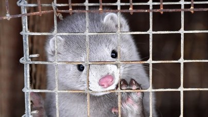 Koronawirus u norek na Pomorzu. Bez decyzji ws. wybijania 