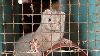 Koronawirus u norek. Wykryto pierwsze przypadki w Polsce