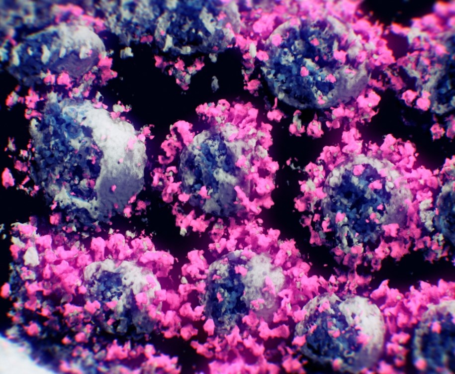 Koronawirus w 3D /foto. NANOGRAPHICS GMBH  /PAP/EPA