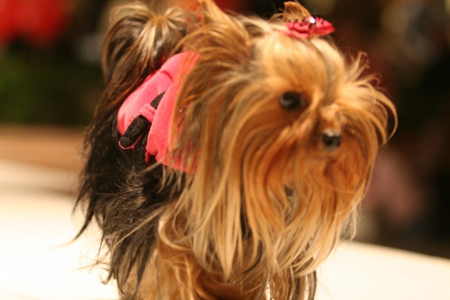 Koronawirusy prawdopodobnie przechodzą ze zwierząt na ludzi dużo częściej, niż się wydawało - twierdzą naukowcy / 	Tomasz Gzell    /PAP