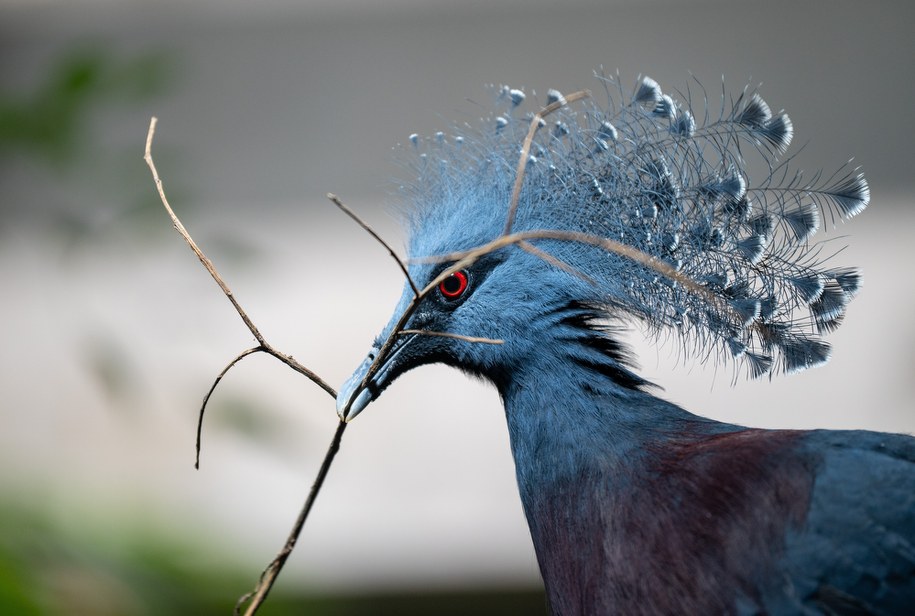 Koroniec plamoczuby /	Grzegorz Michałowski   /PAP