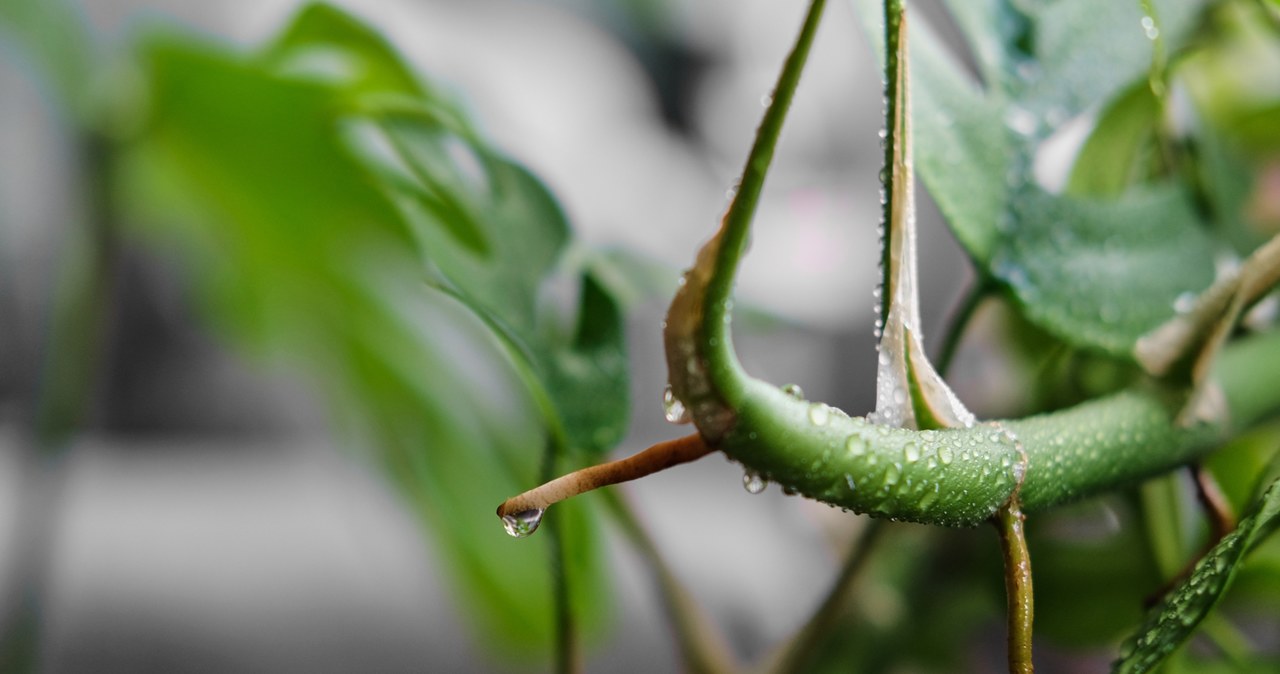 Korzenie powietrzne monstery są przystosowane do pochłaniania wilgoci oraz rozpuszczonych w niej składników odżywczych bezpośrednio z otoczenia. /123RF/Picsel, 123RF/Picsel /INTERIA.PL