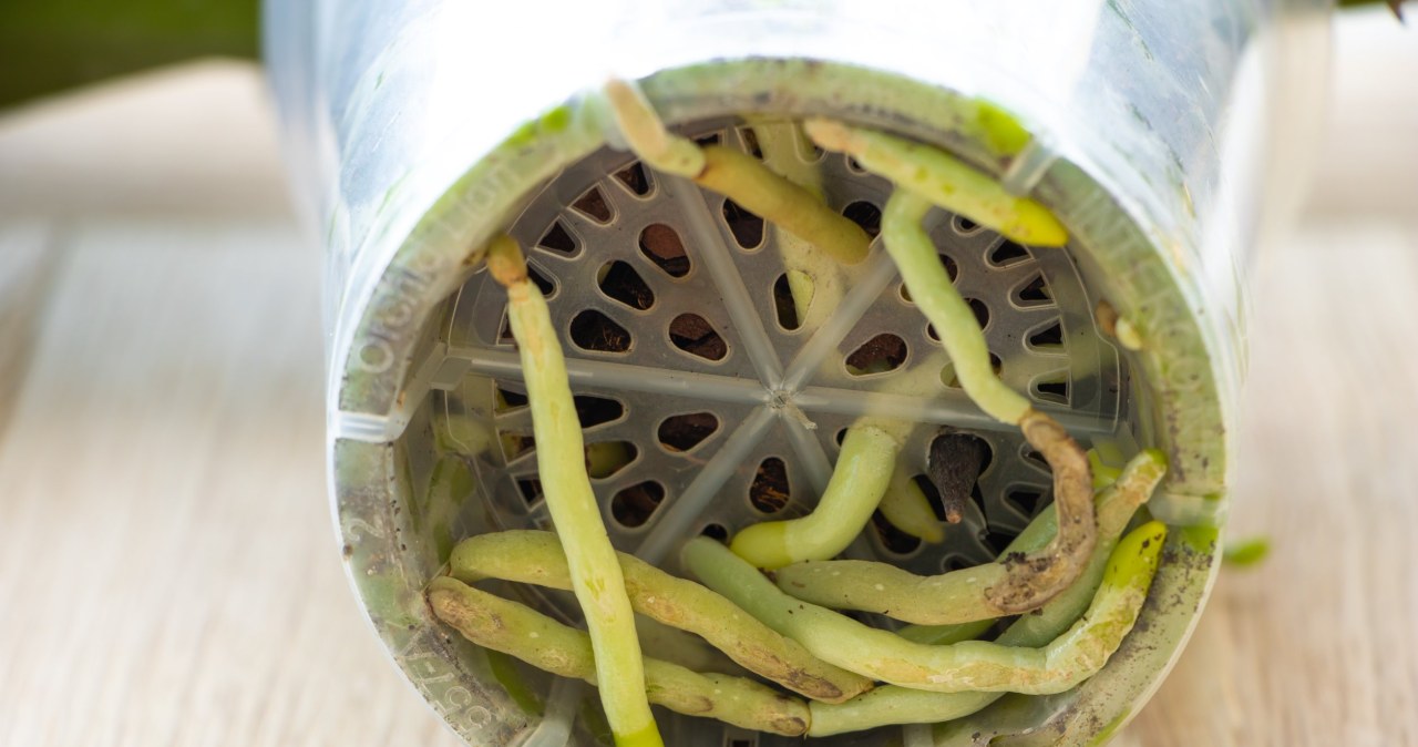 Korzenie storczyków warto spryskać rozcieńczoną wodą utlenioną