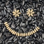 Korzyści płynące ze spożywania nasion słonecznika