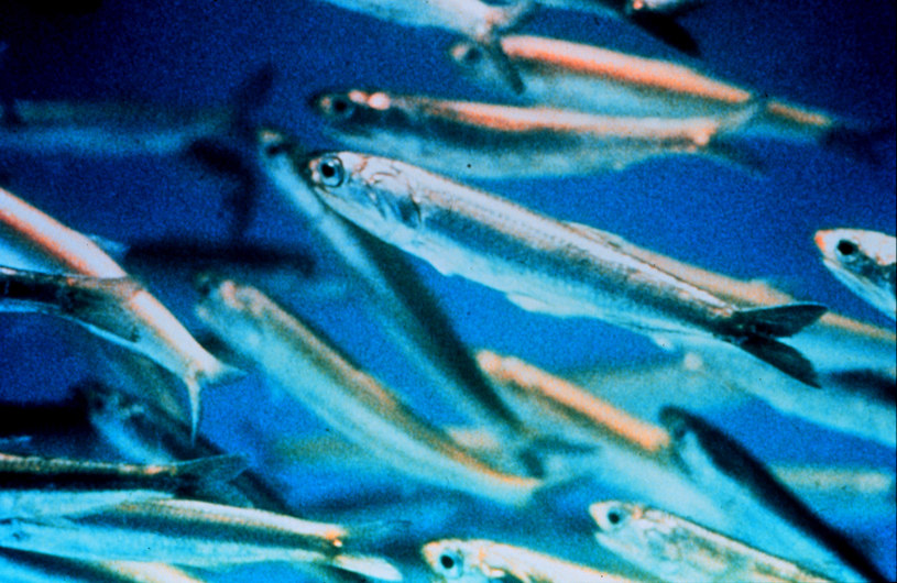 Korzystając z echosondy, która może identyfikować ławice ryb, naukowcy odkryli, że za ruchy wody odpowiadają sardele /Unsplash