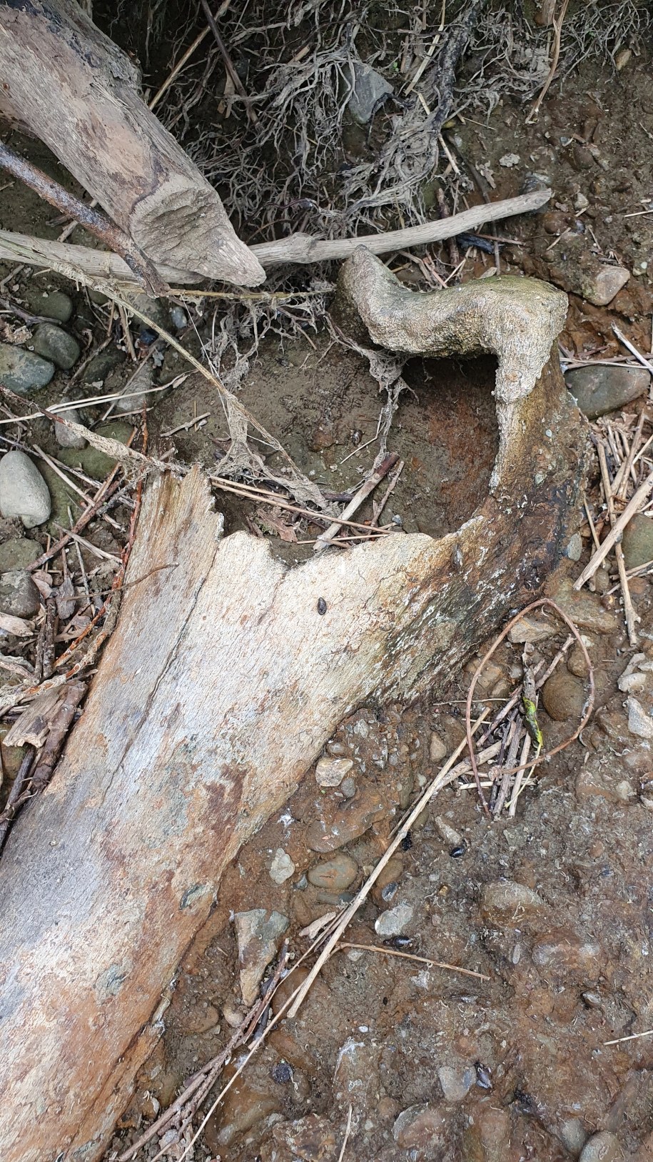 Kość mamuta znaleziona nad Rabą. /Tomasz Rosa /