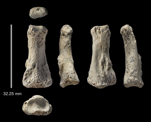 Kość palca stopy z Al Wusta w Arabii Saudyjskiej, sfotografowany z sześciu kierunków. /Ian Cartwright /Materiały prasowe