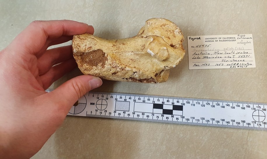 Kość piętowa największego gatunku olbrzymiego kangura, Procoptodon goliah (ze zbiorów University of California Museum of Paleonthology) /Fot. Megan Jones (University of Manchester) /Materiały prasowe