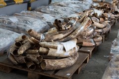 Kość słoniowa znaleziona w porcie w Hong-Kongu