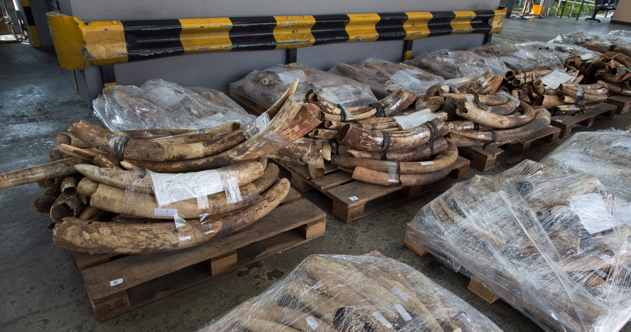 Kość słoniowa znaleziona w porcie w Hong-Kongu