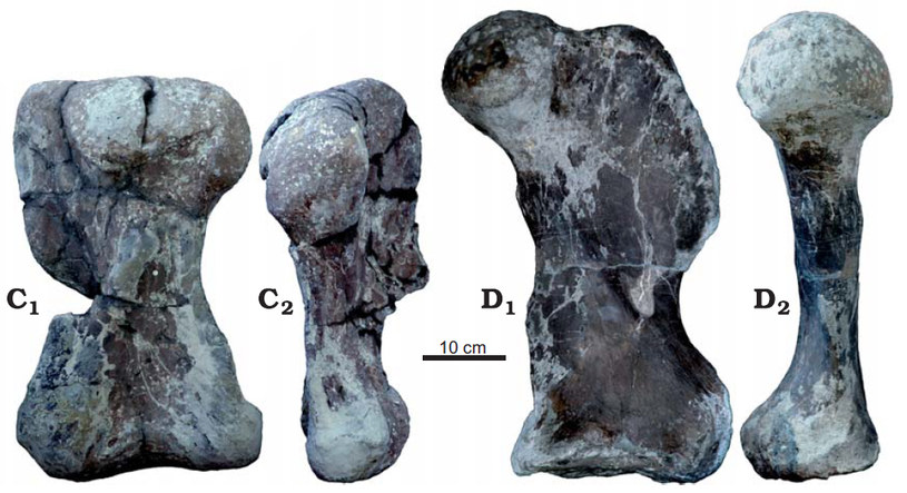 Kości kończyn L. bojani: lewa kość ramieniowa (C1–C2), lewa kość udowa (D1–D2) /Wikimedia Commons /domena publiczna
