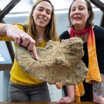 Kości mamuta sprzed 15 000 lat znalezione na strychu
