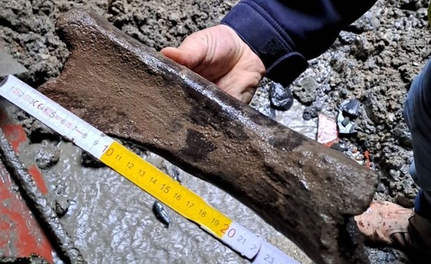 Kości mamuta w metrze w Brukseli. Wykopali je archeolodzy