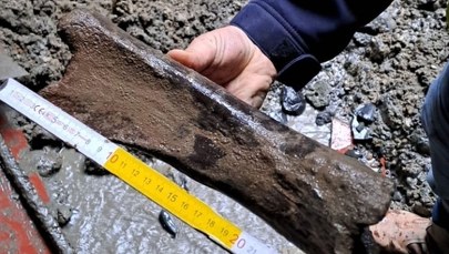 Kości mamuta w metrze w Brukseli. Wykopali je archeolodzy