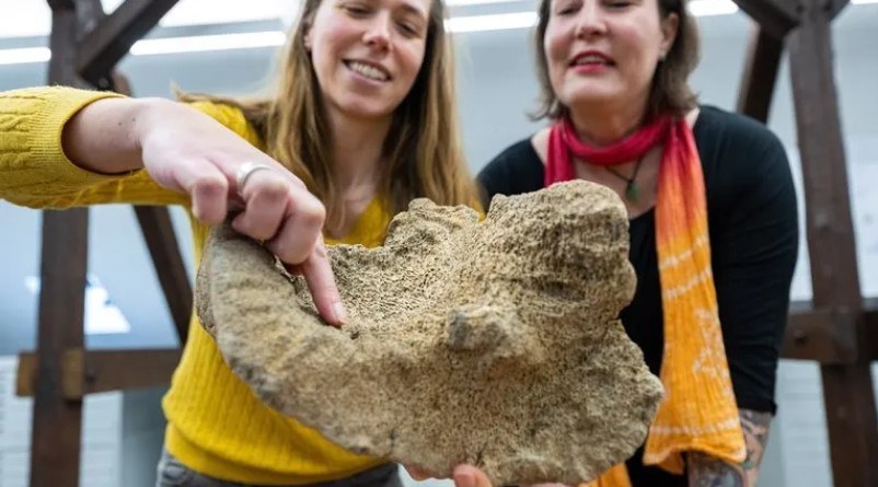 Kości mamuta znalezione na strychu. /Guido Kirchner/DPA /materiał zewnętrzny