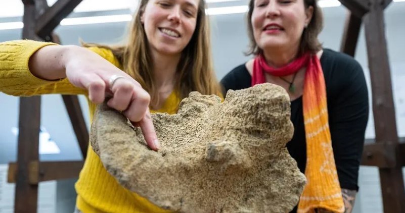 Kości mamuta znalezione na strychu. /Guido Kirchner/DPA /materiał zewnętrzny