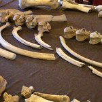Kości nosorożca sprzed 100 tys. lat znalezione podczas budowy drogi. Ich badanie potrwa kilka lat