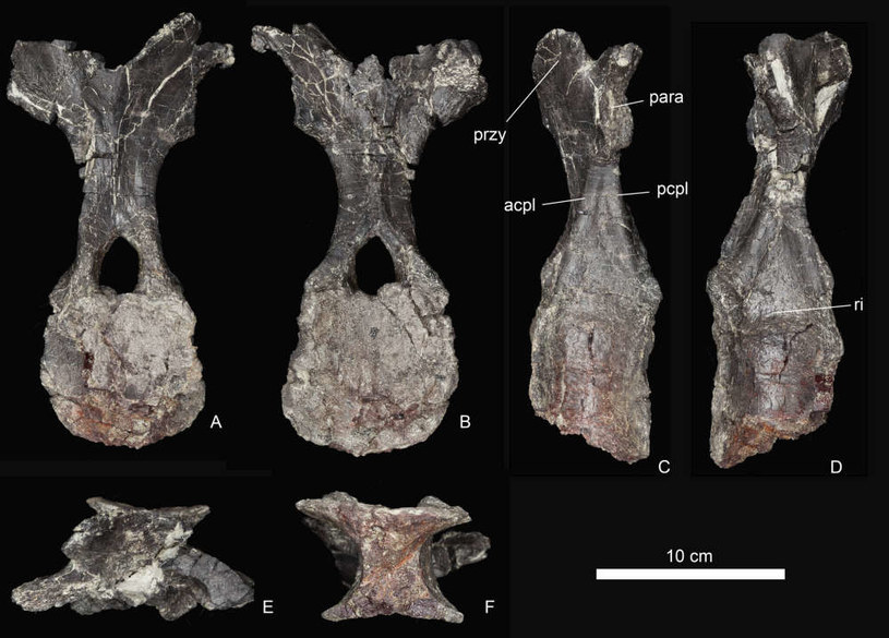Kości nowo odkrytego stegozaura /materiały prasowe